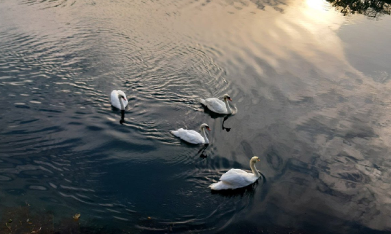 Uginuli labudovi na jezerima kod Koprivnice: Građanima poslato upozorenje