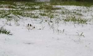 Kugle leda zabijelile zelene površine i ulice: Padao grad od Olova do Doboja FOTO