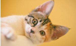 Čarli u “avanturi života”: Mačak pronađen 65 kilometara od svog doma