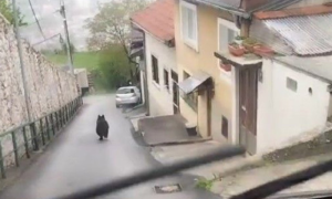Ima li razloga za paniku! Medvjed luta Sarajevom, nadležne ekipe na terenu VIDEO