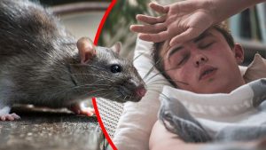 Stručnjaci upozoravaju: Izletnicima prijeti zaraza od mišje groznice