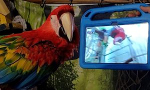 Impresivan naučni eksperiment: Papagaji naučili da koriste video-pozive