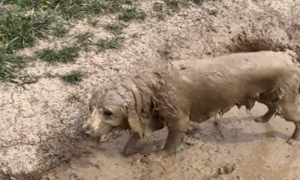 “Od zlatnog retrivera do čokoladnog”: Pas se umjesto u jezeru okupao u blatu VIDEO