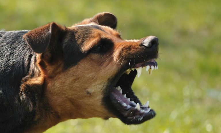 Ključno zadržati smirenost: Evo šta prvo uraditi ako vas ugrize bijesan pas