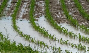 Upozorenje za Banjaluku: Sutra zaštititi dobra zbog olujnog nevremena!