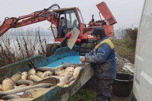 Trenutno posluju bez prihoda: Plate radnika prnjavorskog “Ribnjaka” zavise od sitne ribe