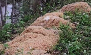 Porijeklo tjestenine ostaje misterija: Stotine kilograma špageta okupirale obalu VIDEO