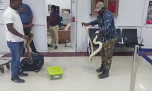 Radnici carine otkrili: U ženinom prtljagu pronađene 22 zmije VIDEO