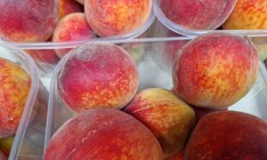 “Država breskvi” ostala bez njih: Jedva da imaju voćki za prodaju