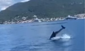 Uočen u jutarnjim časovima: Delfin snimljen u Tivtu VIDEO