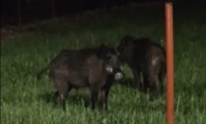Vozači oprez! Divlje svinje pored magistralnog puta kod Laktaša VIDEO