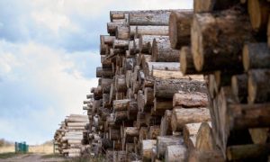 Oštetio preduzeće za 620 KM: Lugar osumnjičen da je radio duple otpreme drva