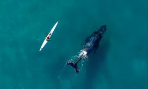 Interesantan i lijep prizor: Znatiželjni kit plivao uz kajakaša VIDEO