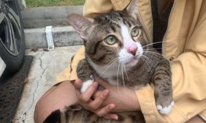 Dvije kandže, i jedan život manje: Mačka preživjela pad sa šestog sprata