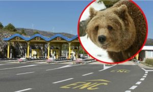 HAK upozorio vozače: Obratite pažnju, medvjed šeta auto-putem
