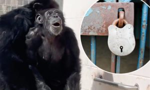 Prvi put ugledala nebo: Šimpanza cijeli život provela u kavezu VIDEO
