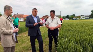 Biće i za izvoz! Minić: Očekivani rod pšenice 550 kilograma po dunumu