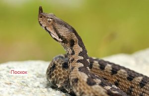 Opreza nikad dosta: U Srpskoj ima dovoljno seruma protiv zmijskog otrova