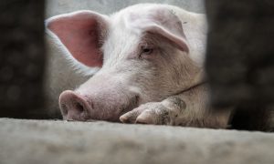 Dnevnica 150 KM: Poziv nezaposlenima za posao utovara eutanaziranih svinja