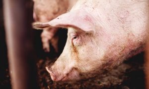 Direktor instituta “Butozan” tvrdi: Afrička kuga svinja u Srpskoj trenutno pod kontrolom