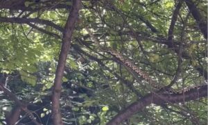 Utjerala jezu u kosti: Velika šarena zmija snimljena na drvetu