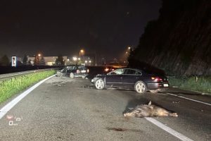 Ima povrijeđenih: Divlje svinje izazvale tri nesreća na auto-putu Banjaluka – Gradiška VIDEO