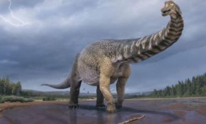 Naučnici ga nazvali “gonkoken nanoj”: Otkrivena vrsta dinosaurusa sa pačijim kljunom