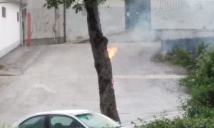 Jeziv prizor u Istri: Grom udario u drvo FOTO