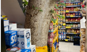 Neobičan prizor! Usred prodavnice raste drvo – društvene mreže oduševljene FOTO