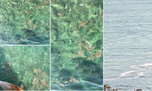 Turisti šokirani prizorima na splitskoj plaži: Fekalije plivaju u moru FOTO