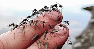 Kreće sprovođenje plana: Hrvatska uvozi 100.000 komaraca iz Italije