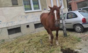 Neobičan slučaj u Banjaluci: Konj zavezan za banderu – stanari u čudu FOTO