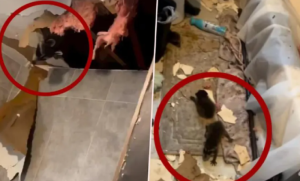 Šok u kupatilu! Plafon se sručio na pod – bebe pale, mama ostala da vidi VIDEO