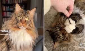 Mačak postao hit: Živi kao kralj VIDEO