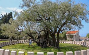 Stablo masline staro 2.248 godina u Baru svjedok vremena i simbol mira
