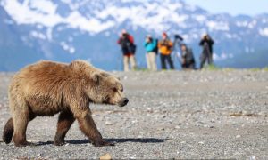 Medvjed potrčao prema turistima: Uz pomoć vodiča sve se završilo dobro VIDEO
