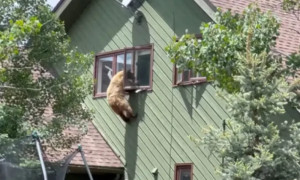 “Lopov” na četiri noge: Medvjed ušao u kuću i pojeo krmenadle VIDEO