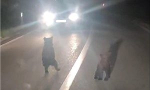 Neočekivan susret: Mečka i mladunci iznenadili putnike na cesti kod Livna VIDEO