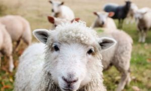 Ovce pojele 100 kilograma kanabisa: “Ne znam da li je za smijeh ili za plakanje”