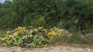 Pronađena veća količina bačenih banana: Jesu li ovo one u kojima je pronađen kokain?