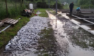 Republički inspektor na terenu: U Šipovu procjena štete nakon pomora ribe