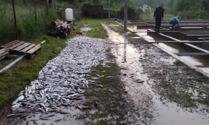 Šteta se mjeri u desetinama hiljada KM! Zbog nevremena uginulo pet tona ribe