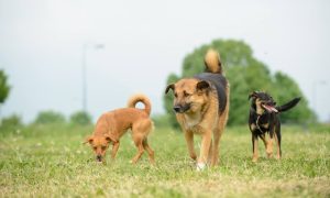 Dogs Trust: Ubistvo nedužnog psa u Fojnici zločin je prema cijeloj zajednici