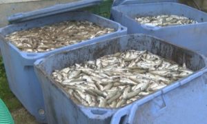 Veterinarski inspektor: Uginula riba u Šipovu biće po hitnom postupku neškodljivo uklonjenja