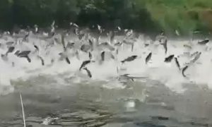 Neobičan prizor: Jato riba haotično iskakalo iz vode VIDEO