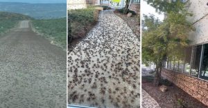 Ljudi u panici: Insekti koji mogu narasti do osam centimetara preplavili grad VIDEO