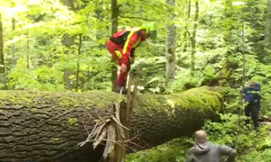 Procjenjuje se da ima više od 400 godina: Iz prašume izvučeno najstarije stablo u Srpskoj VIDEO