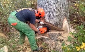 Nesreća u šumi: Poginuo tokom sječe drva, na njega palo stablo