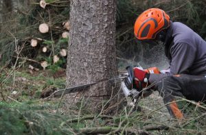 Policija u akciji: Pet lica uhapšeno zbog krađe šume