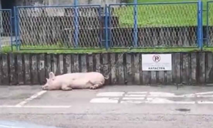 Bezbroj pogleda, pitanja, zaključaka… Svinja zavezana na parkingu policije VIDEO